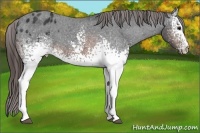 Horse Color:White Spotted Brown Appaloosa Rabicano 
