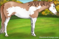 Horse Color:Gold Champagne Splash Frame 