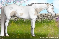 Horse Color:Classic Champagne Dun Splash Tobiano 