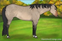 Horse Color:Brown Dun 