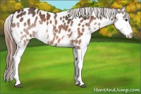 Horse Color:Bay Splash Appaloosa