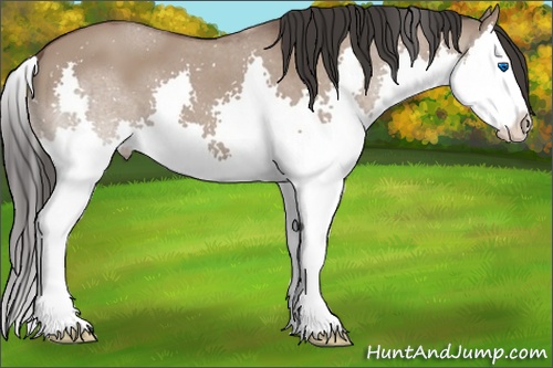Horse Color: Bay Dun Splash 