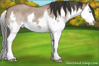 Horse Color:Bay Dun Splash 