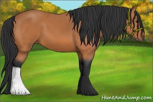 Horse Color: Bay 