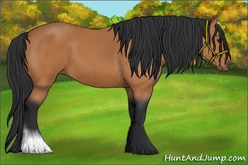 Horse Color: Bay 
