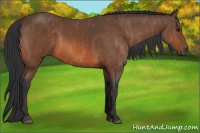 Horse Color:Bay  Brindle