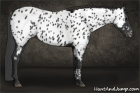 Horse Color:Black Near Leopard 