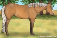 Horse Color:Silver Buckskin 