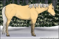 Horse Color:Silver Buckskin 