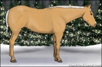 Horse Color:Silver Buckskin 