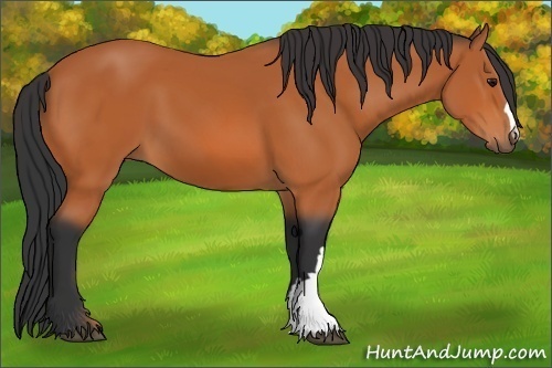 Horse Color: Bay 
