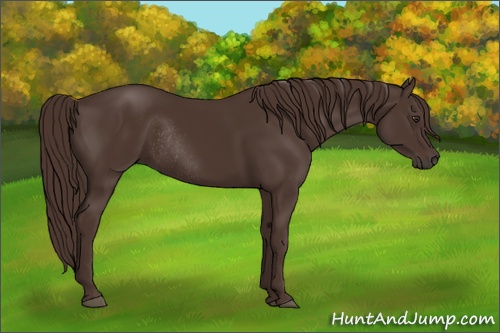 Horse Color: Liver Chestnut Rabicano 