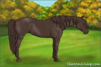 Horse Color:Liver Chestnut Rabicano 