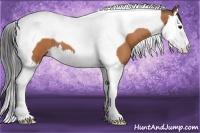 Horse Color:Bay Splash Tobiano 