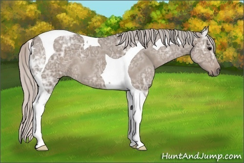 Horse Color: Silver Grullo Ice Tobiano 