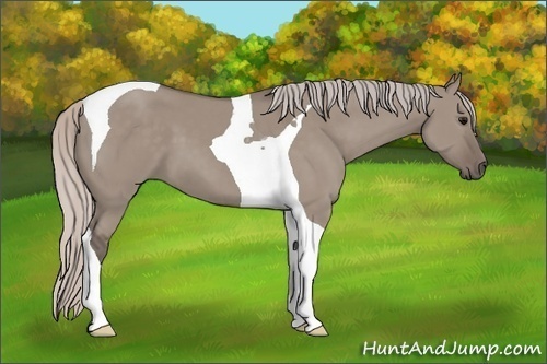 Horse Color: Silver Grullo Tobiano 