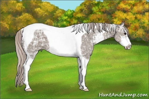 Horse Color: Silver Grullo Ice Sabino Tobiano 