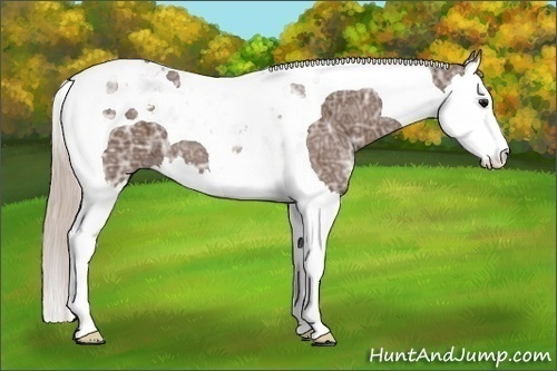 Horse Color: Silver Black Ice Splash Tobiano 