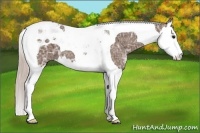 Horse Color:Silver Black Ice Splash Tobiano 
