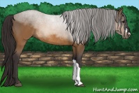 Horse Color:Buckskin Rabicano 