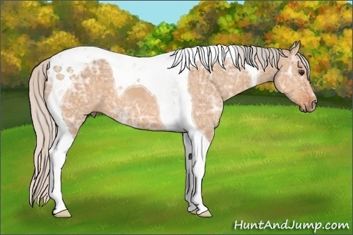 Horse Color: Silver Bay Ice Dun Tobiano 