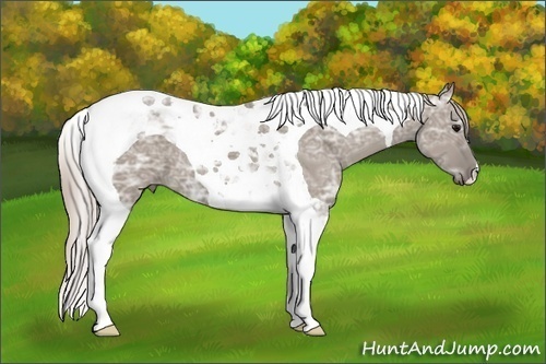 Horse Color: Silver Grullo Ice Tobiano 
