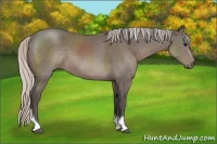 Horse Color:Silver Black Sabino Tobiano 
