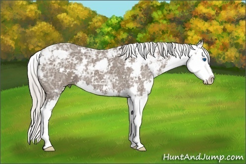 Horse Color: Silver Black Ice Sabino Splash 