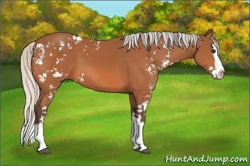 Horse Color: Silver Bay Sabino Splash 