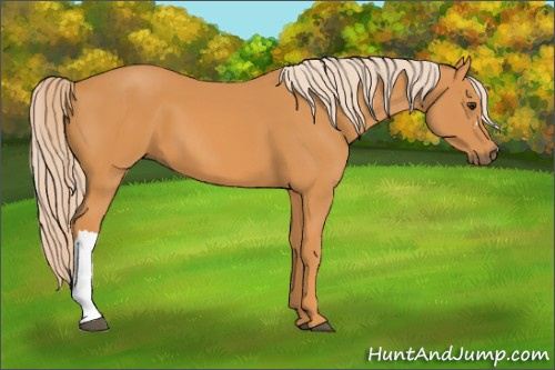 Horse Color: Chocolate Palomino 