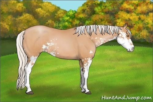 Horse Color: Silver Bay Pearl Sabino 