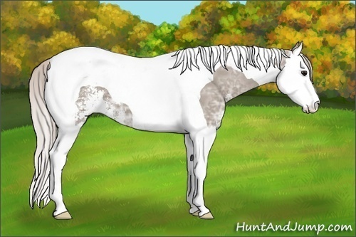 Horse Color: Silver Grullo Ice Sabino Splash Tobiano 