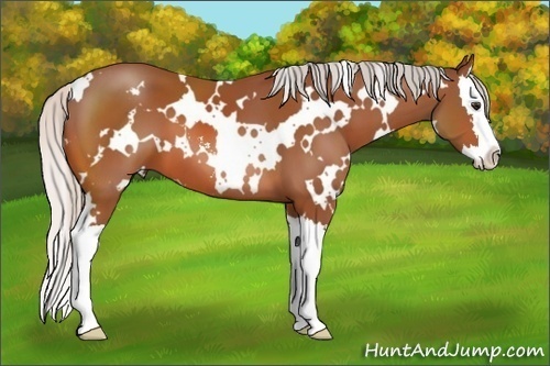 Horse Color: White Spotted Silver Bay Sabino Splash 