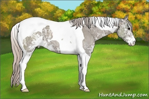 Horse Color: Silver Grullo Ice Sabino Tobiano 