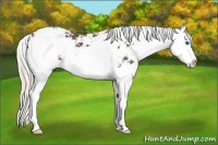 Horse Color:Silver Black Sabino Splash