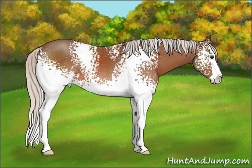 Horse Color: White Spotted Silver Brown Sabino Splash 