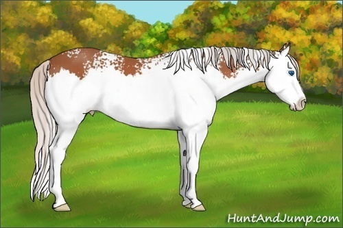 Horse Color: White Spotted Silver Bay Sabino Splash 