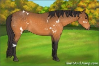Horse Color:White Spotted Buckskin Sabino 