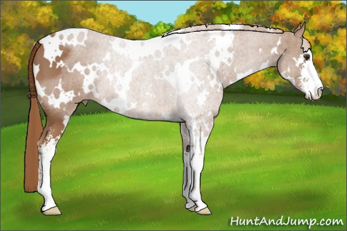 Horse Color: White Spotted Chestnut Sabino 