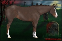 Horse Color:Liver Chestnut Sabino 