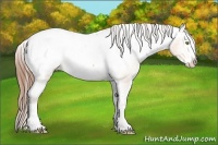 Horse Color:Amber Champagne Splash Snowcap 