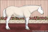 Horse Color:Cremello Splash 