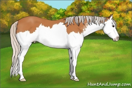Horse Color: Silver Bay Sabino Splash 