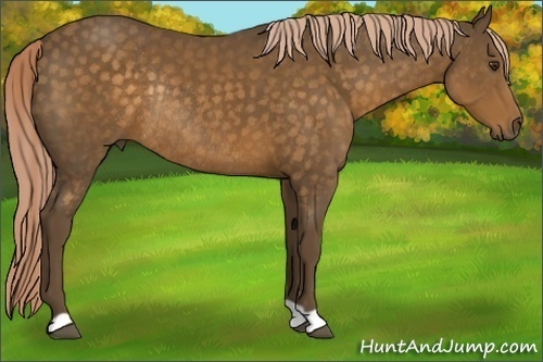 Horse Color: Chocolate Palomino Rabicano 