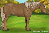 Horse Color:Chocolate Palomino 