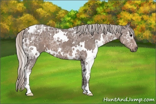 Horse Color: White Spotted Silver Black Ice Sabino 