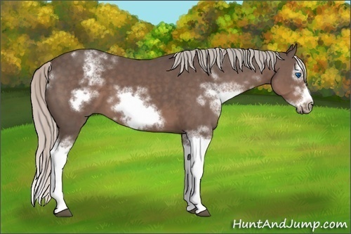 Horse Color: White Spotted Silver Black Sabino Splash Frame 