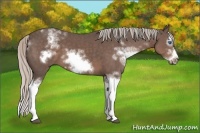 Horse Color:White Spotted Silver Black Sabino Splash Frame