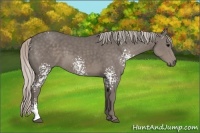 Horse Color:White Spotted Silver Black Sabino 