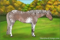 Horse Color:White Spotted Silver Black Ice Tobiano